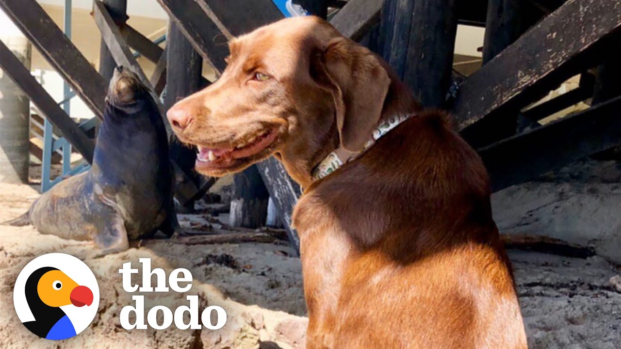 Wild Sea Lion Visits His Dog BFF Every Day