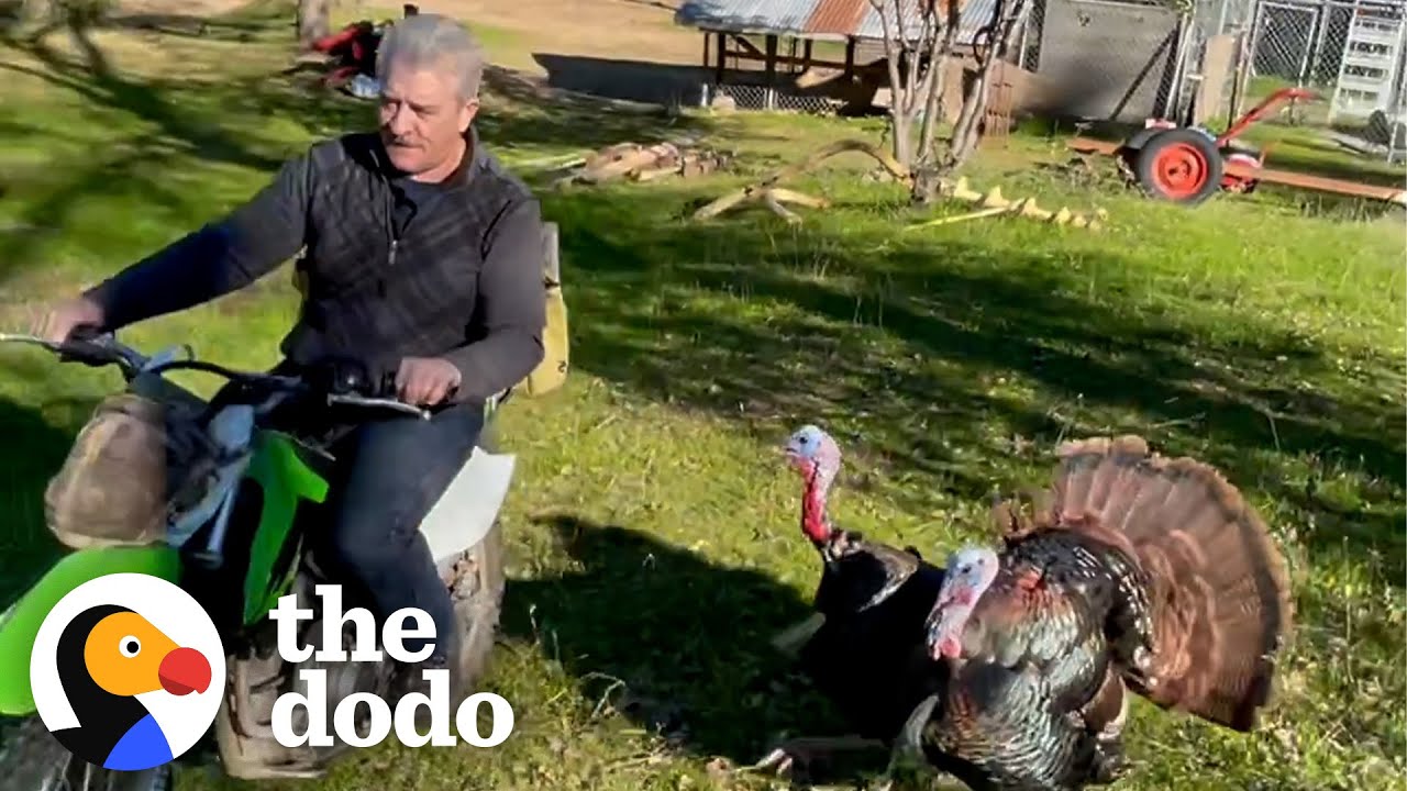 Wild Turkeys Are Deeply Obsessed With This Man!