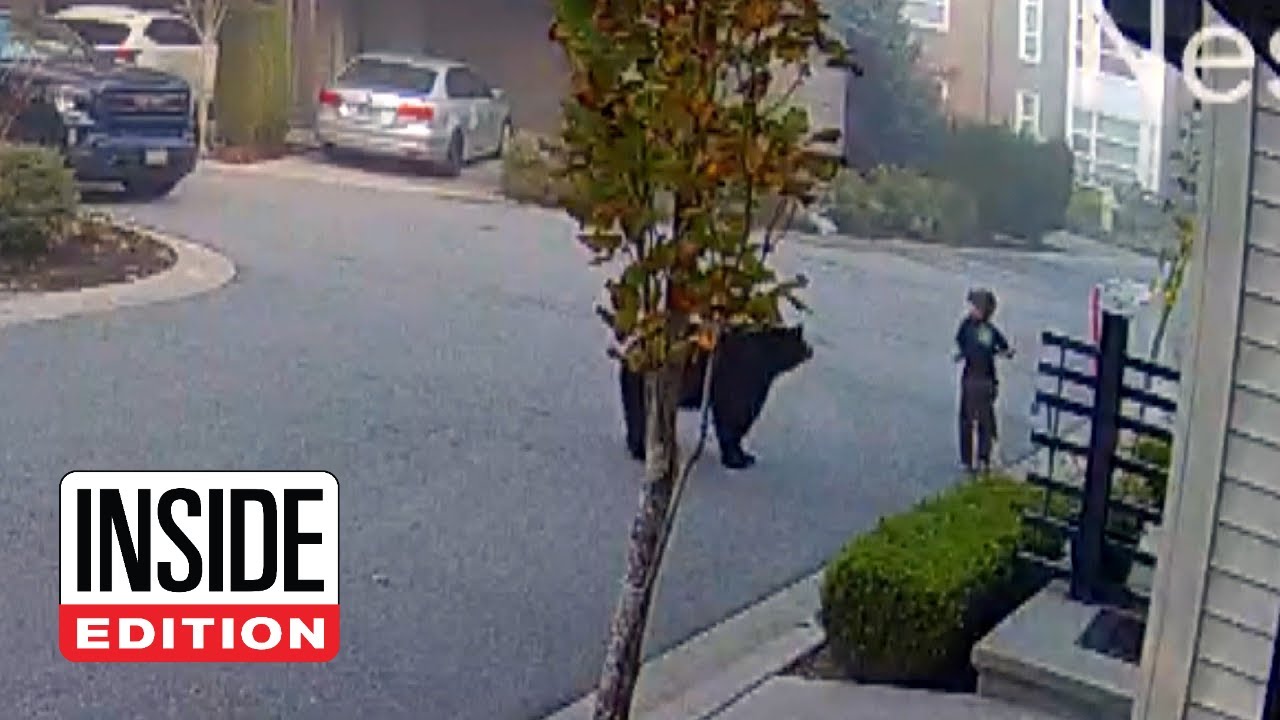 7-Year-Old Encounters Massive Bear While Riding Scooter