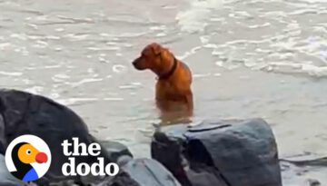 Abandoned Dog Wanders Beach Looking For His Owner