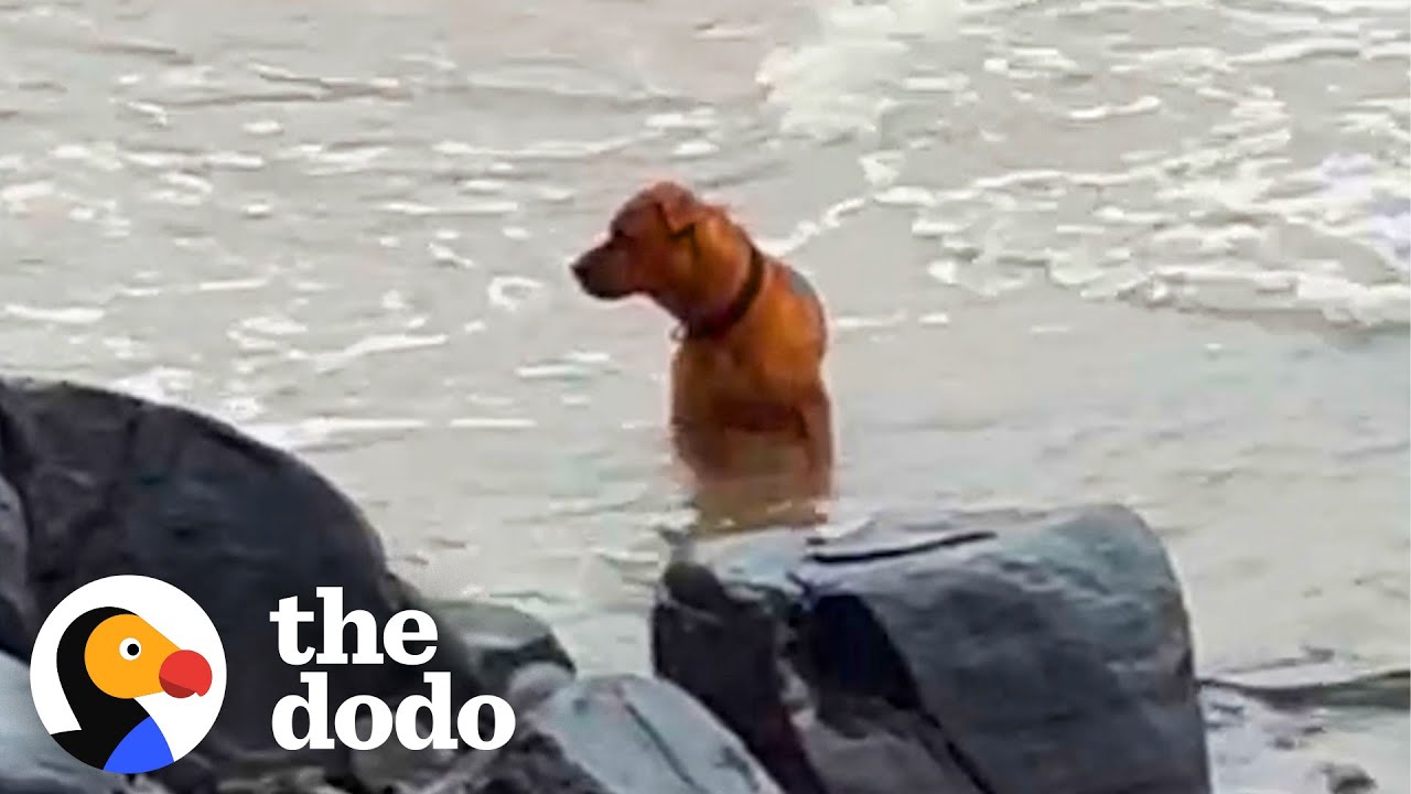 Abandoned Dog Wanders Beach Looking For His Owner