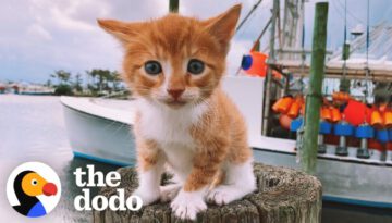 Cat Raised By Dogs Races To The Ocean To Swim