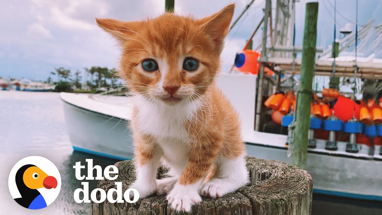 Cat Raised By Dogs Races To The Ocean To Swim