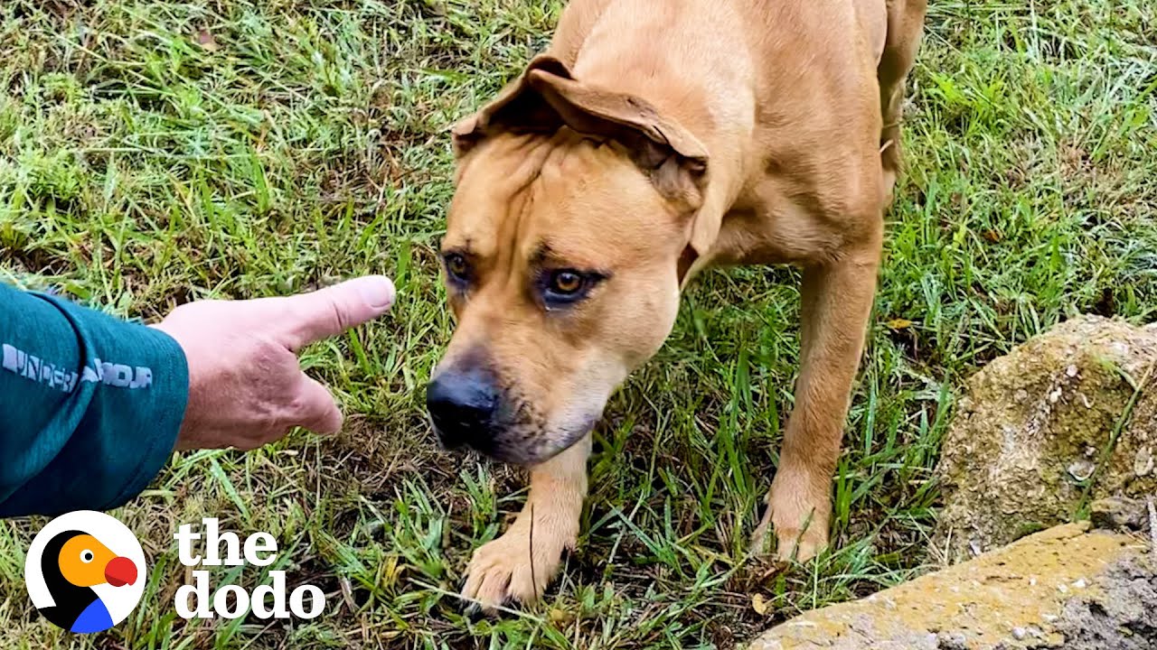 Couple Spends A Year Trying To Rescue A Stray Dog