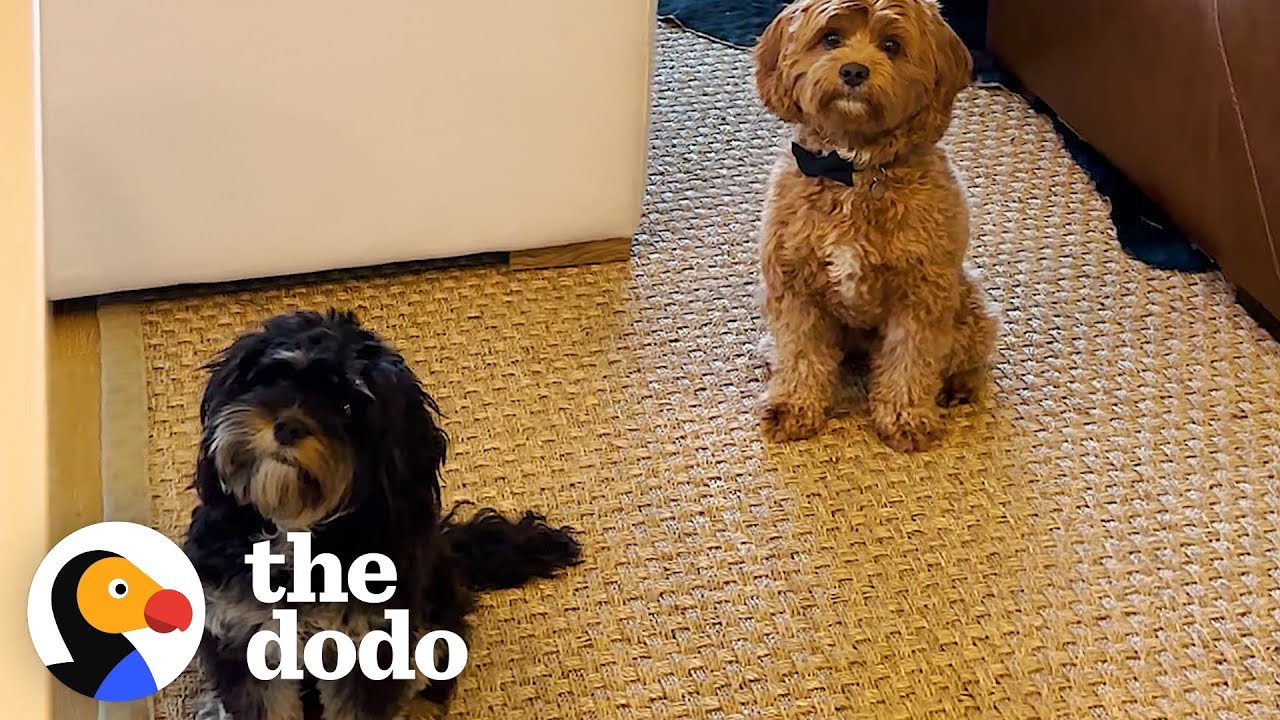 Dog Always Waits By His Girlfriend’s Door