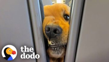 Dog Insists On Saying Hi To Everyone On His Train Rides