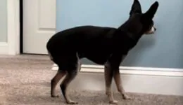 Dog With Dementia Behaves in Heartbreaking Way