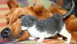 Dogs Who Love Their Kitten Since The Moment They Met