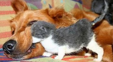 Dogs Who Love Their Kitten Since The Moment They Met