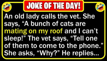 Funny Joke: Cats on the Roof