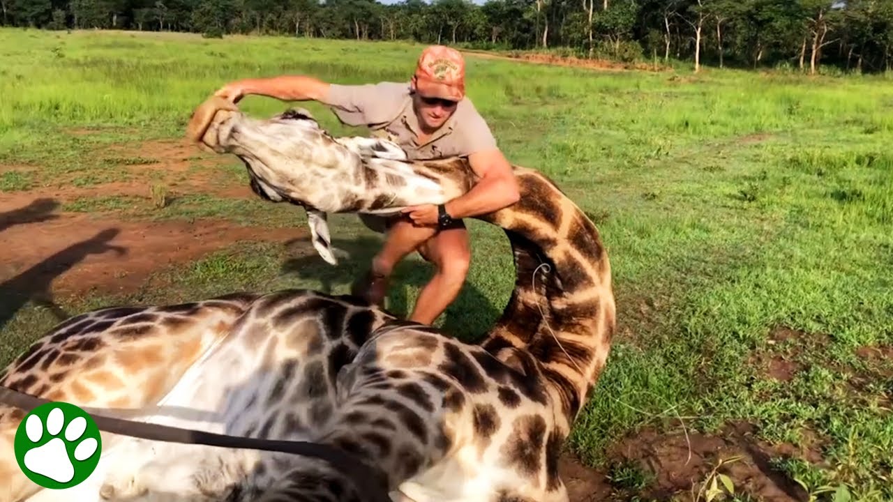 Giraffe Rescue Turns Into Wrestling Match