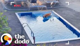Golden Retriever Caught On Camera Sneaking Into Neighbor’s Pool