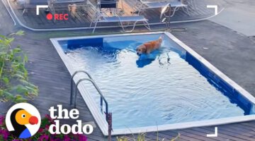 Golden Retriever Caught On Camera Sneaking Into Neighbor’s Pool