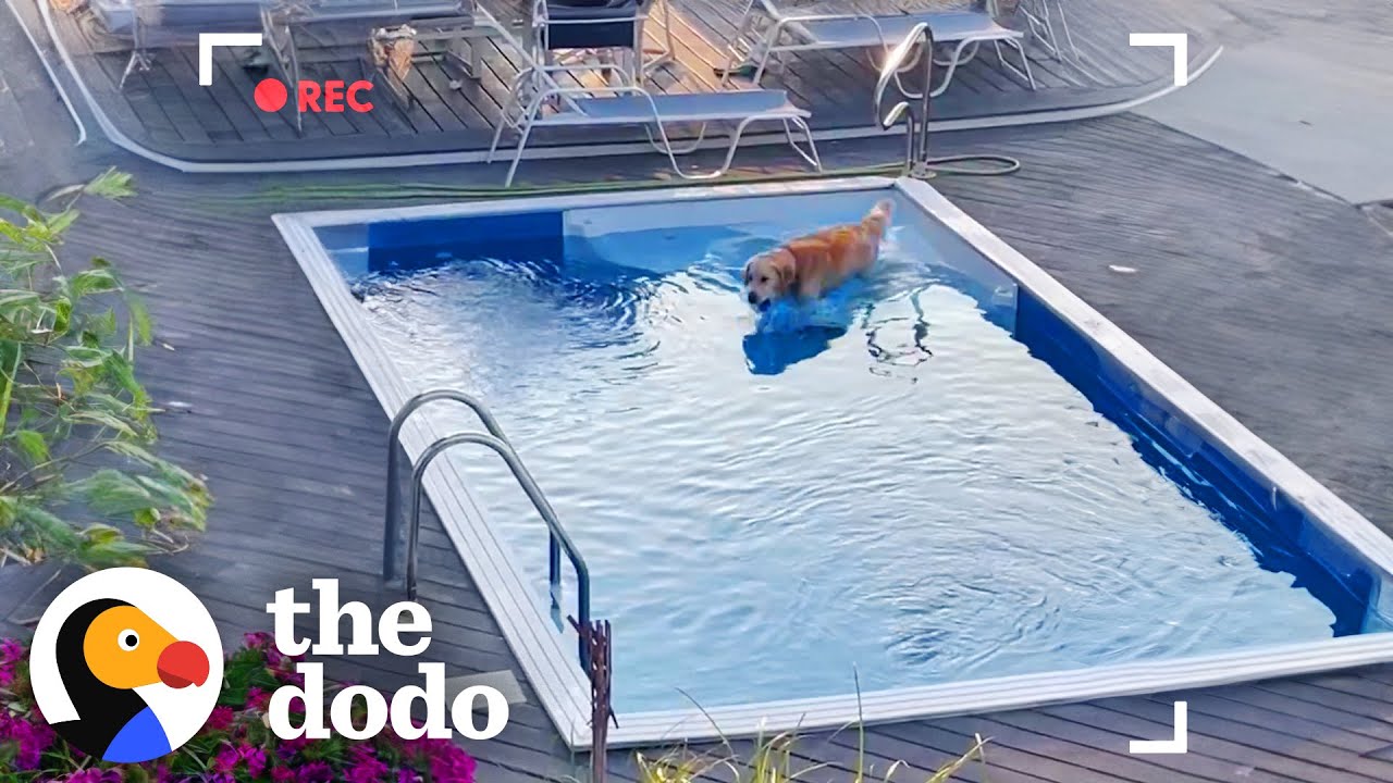 Golden Retriever Caught On Camera Sneaking Into Neighbor’s Pool