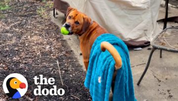 My Anxious Dog Takes His Favorite Blue Blanket Everywhere He Goes