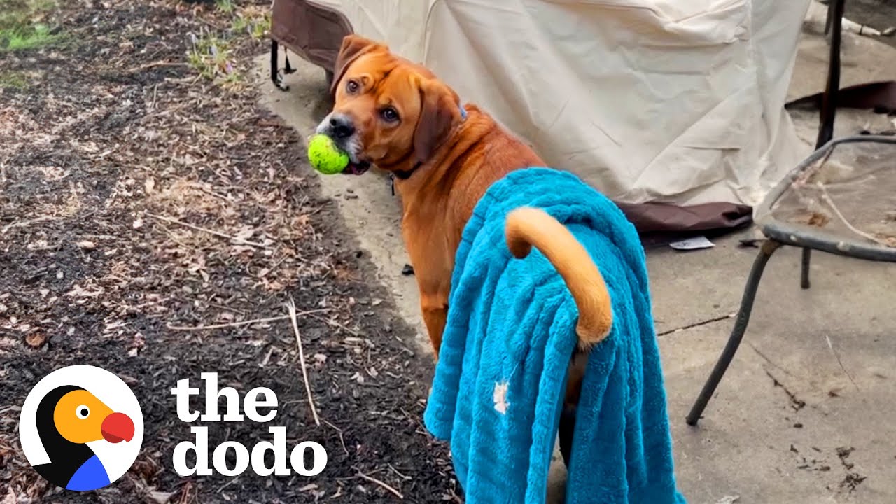 My Anxious Dog Takes His Favorite Blue Blanket Everywhere He Goes