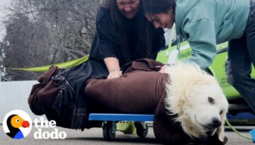 Scared Puppy Mill Rescue Refused To Come Inside The House Until…