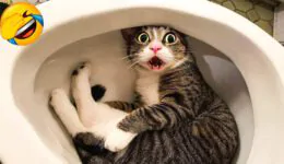 These Cats Will Have You Laughing All Day