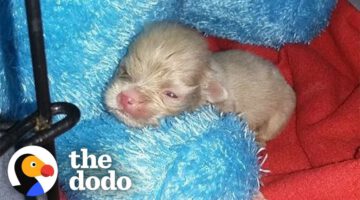 Tiny Newborn Puppy Becomes A Wild Man