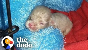 Tiny Newborn Puppy Becomes A Wild Man