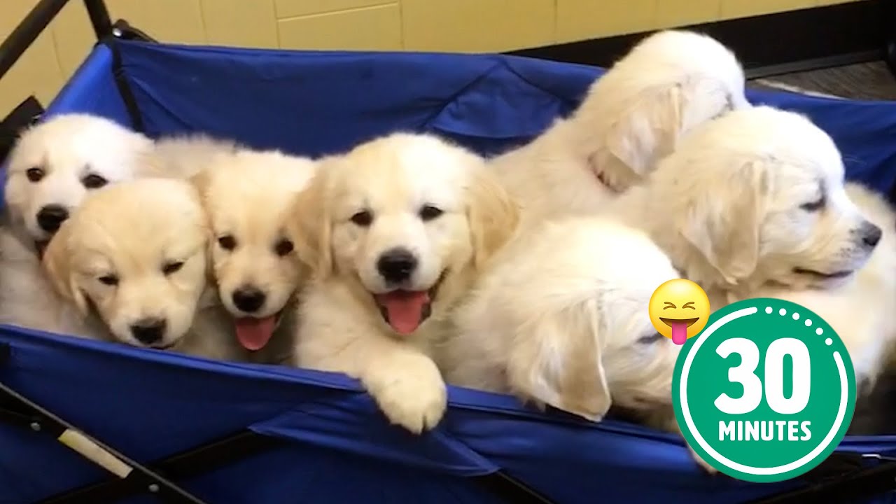 30 Minutes of the World’s CUTEST Puppies!