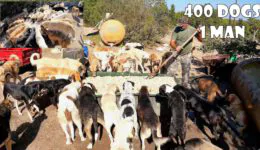 65-Year-Old Man Who Lives With 400 Stray Dogs He Rescued and Adopted