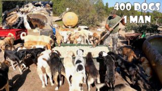 65-Year-Old Man Who Lives With 400 Stray Dogs He Rescued and Adopted
