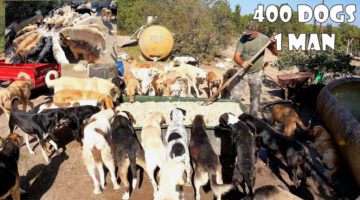 65-Year-Old Man Who Lives With 400 Stray Dogs He Rescued and Adopted