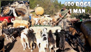 65-Year-Old Man Who Lives With 400 Stray Dogs He Rescued and Adopted