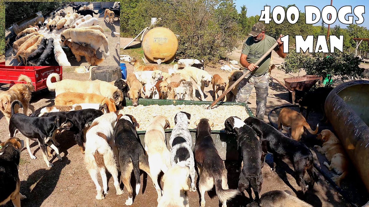 65-Year-Old Man Who Lives With 400 Stray Dogs He Rescued and Adopted