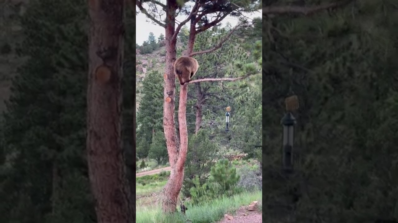 Acrobatic Bear Goes For Bird Feeder