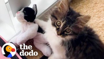 Cat Who Loves Stuffed Animals Finally Gets a Real Sibling