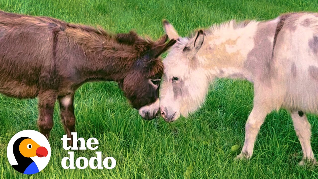 Donkey Loses The Love Of His Life — Then Finds Someone Special