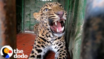 Fearless Team’s Daring Mission to Save a Leopard Trapped in an Elementary School!