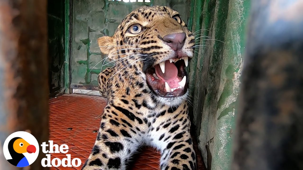 Fearless Team’s Daring Mission to Save a Leopard Trapped in an Elementary School!