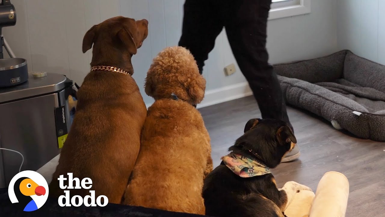 Guy Adopts A Second Dog And Finds A Third On The Side Of The Road