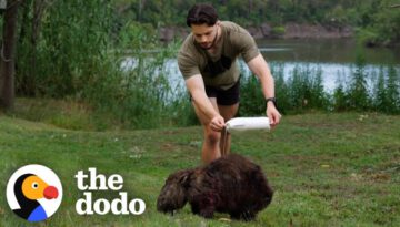 Guy Chases Down Wild Wombats To Save Their Lives