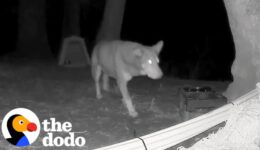 Incredible Wildlife Cam Footage Captures Brave Stray Dog’s Epic Showdown with Coyotes!