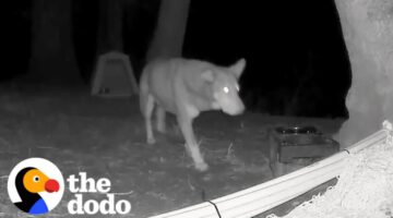 Incredible Wildlife Cam Footage Captures Brave Stray Dog’s Epic Showdown with Coyotes!