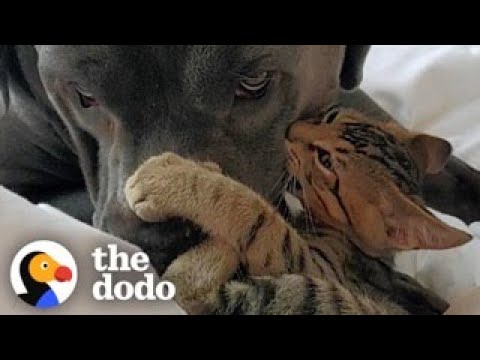 Kitten Bullies His 130-Pound Dog Brother