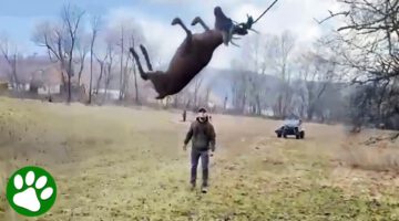 Men Rescue Deer Swinging in the Air