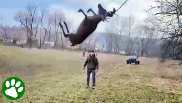 Men Rescue Deer Swinging in the Air