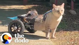 Paralyzed Cat Shatters Speed Limits in His Wheelchair! You Won’t Believe Your Eyes as He Zooms Like a Formula 1 Pro!