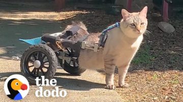 Paralyzed Cat Shatters Speed Limits in His Wheelchair! You Won’t Believe Your Eyes as He Zooms Like a Formula 1 Pro!