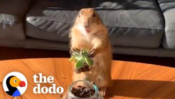 Prairie Dog Loves Working From Home With Dad