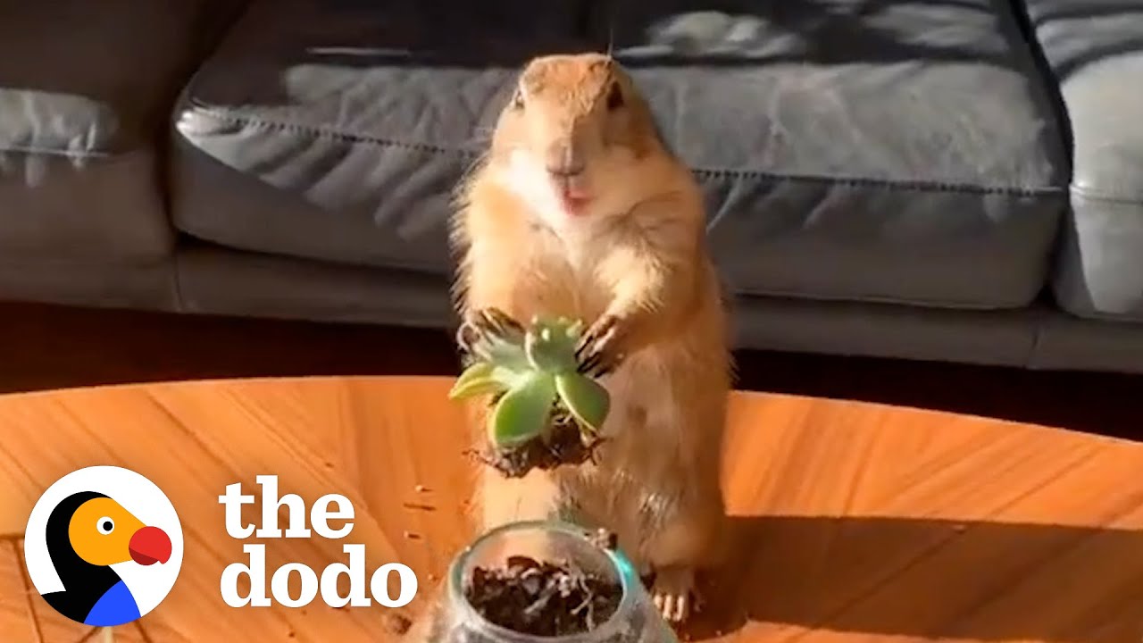 Prairie Dog Loves Working From Home With Dad