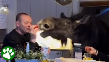 Raising a Moose in the Kitchen