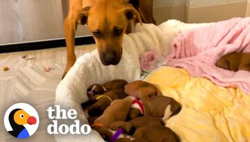 Scared Mama Dog With 14 Puppies Slowly Begins To Trust Her Rescuers