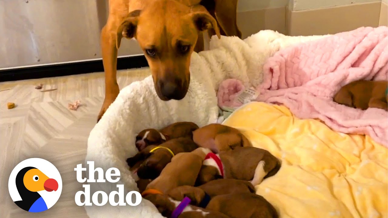 Scared Mama Dog With 14 Puppies Slowly Begins To Trust Her Rescuers