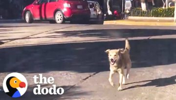 Stray Dog Chases Woman’s Car For Five Blocks Until She Finally Stops